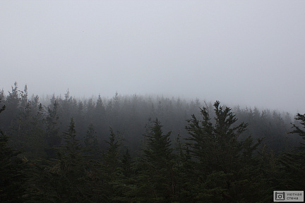 Дождь и туман в лесу