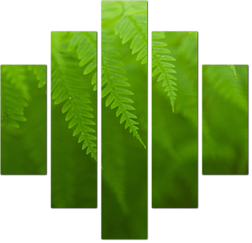 Листья зеленого папоротника