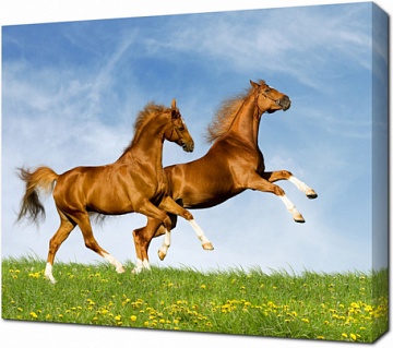 Прогулка двух лошадок в поле