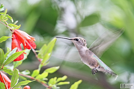 Колибри порхает у цветка