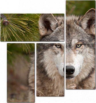 Суровый взгляд волка