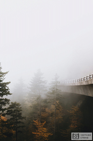 Мост над елями в тумане