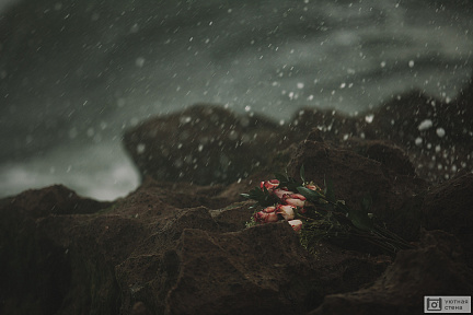Розы на камнях в дождь