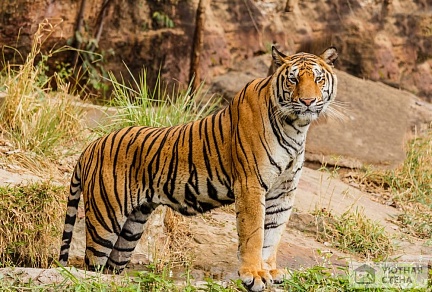 Грозный бенгальский тигр