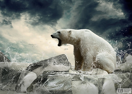 Белый полярный медведь на охоте