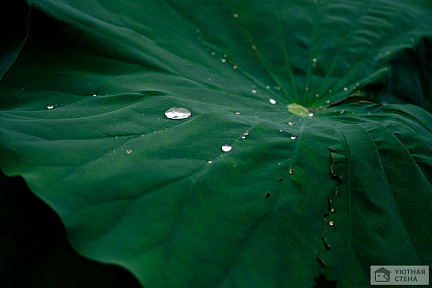 Капли дождя на листьях лотоса