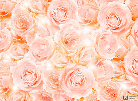 Фон из бутонов розовых роз