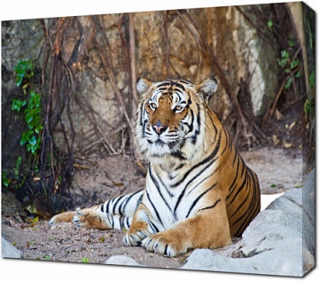Амурский тигр отдыхает в зоопарке