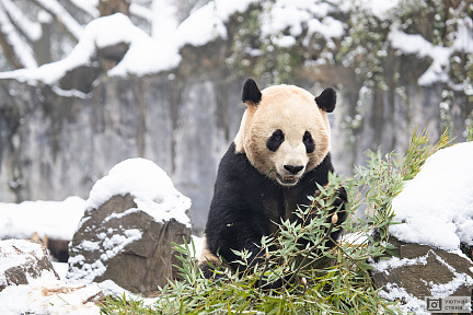 Панда в окружении снега