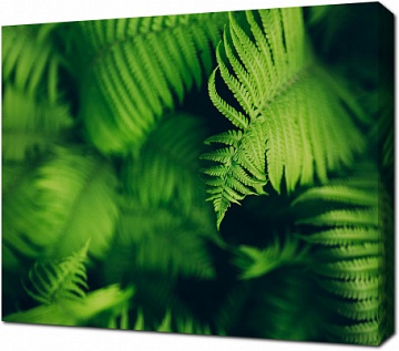 Легкие листья зеленого папоротника