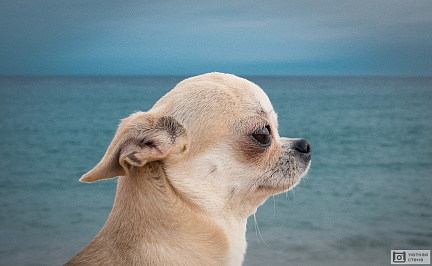 Красавец Чихуахуа на фоне моря
