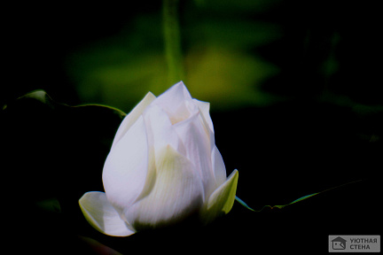 Божественный цветок лотоса