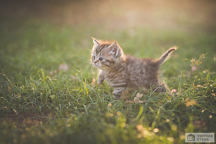 Маленький милый котенок в траве