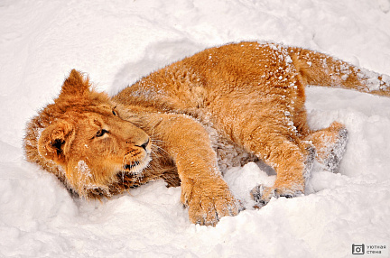 Львёнок в снегу