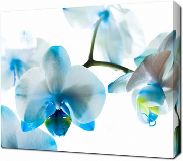 Голубые орхидеи