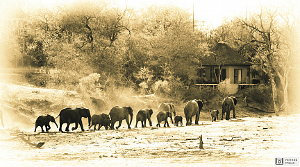 Фотообои Винтажная фотография Африканских слонов