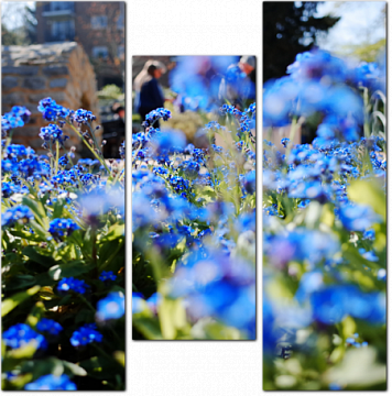 Синяя поляна цветов