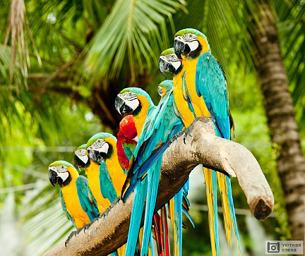Разноцветные попугаи на ветке