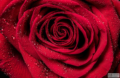Бутон красной розы с каплями дождя