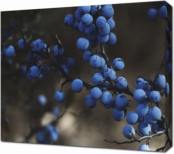 Ягоды синего винограда