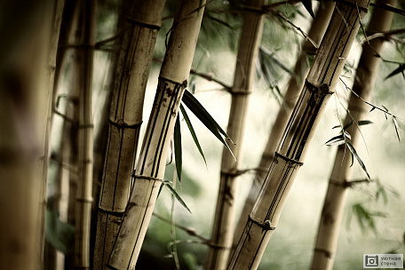 Бамбуковый лес. Ретро фото