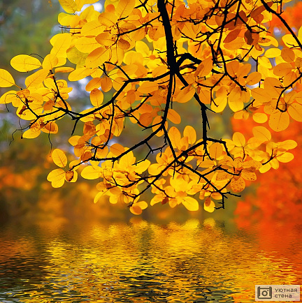 Большая ветка с желтыми листьями над водой