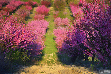 Фотообои Персиковые сады в Крыму