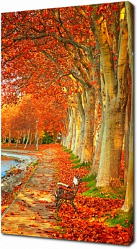 Красивые деревья осенью в городе