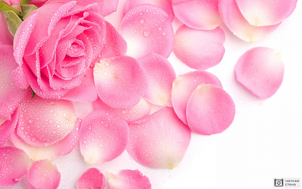 Лепестки розовой розы