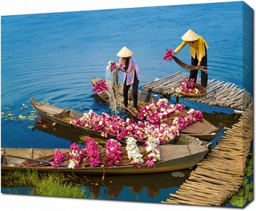 Сбор лотосов во Вьетнаме
