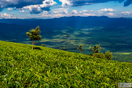Чайные плантации в Кении
