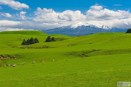 Фотообои Холмы Новой Зеландии