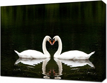 Белые лебеди в форме сердечка на черном фоне