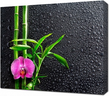 Орхидея и бамбук на черном фоне