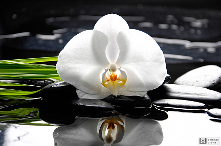 Белая орхидея на камнях