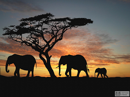Силуэты слонов на закате в Африке