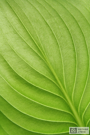 Большой зеленый лист
