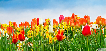 Красочные тюльпаны весной
