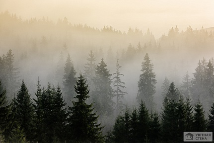 Градиент туманного леса