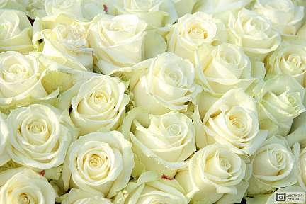Белые розы крупным планом