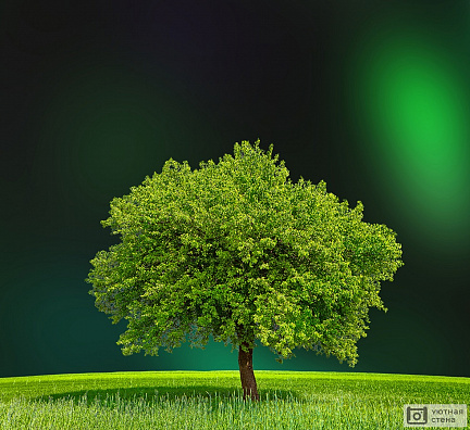 Экологическая Зеленая Зона