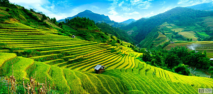 Фотообои Вьетнамские Рисовые Поля