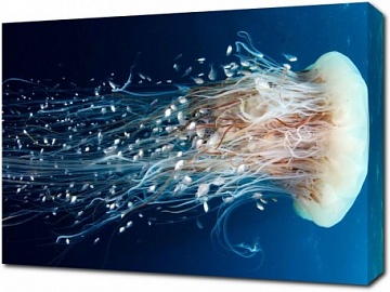 Медуза Волосистая цианея