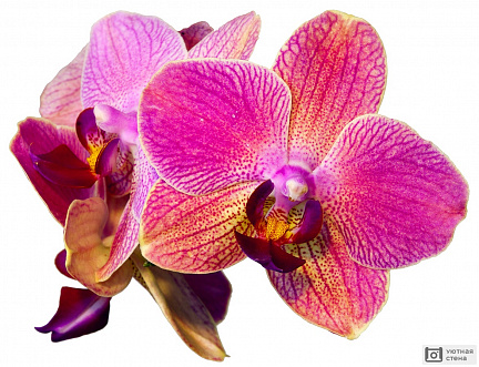 Красивые орхидеи в розовых тонах