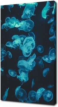 Голубые медузы