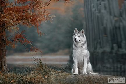 Сибирский волк в лесу