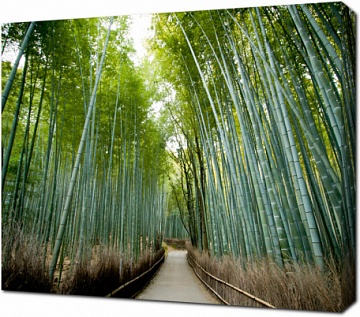 Дорожка через бамбуковый лес в Киото. Япония