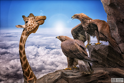 Жираф и два орла
