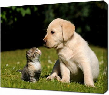 Дружба щенка и котёнка