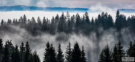 Череда леса и тумана